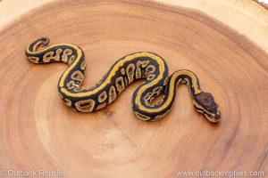 African import ball python for sale