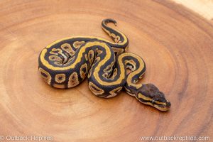 African import ball python for sale