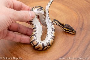 African import ball python for sale