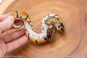 African import ball python for sale