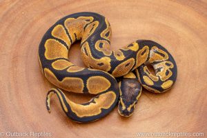 African import ball python for sale