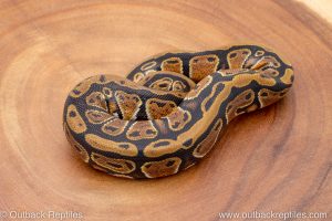 African import ball python for sale