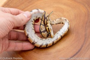 African import ball python for sale