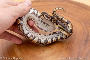 African import ball python for sale