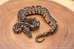 African import ball python for sale