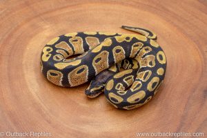 African import ball python for sale