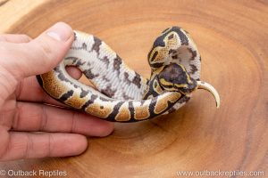 African import ball python for sale