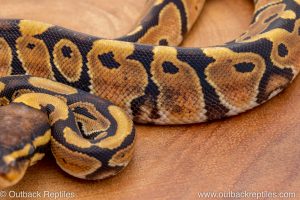 African import ball python for sale