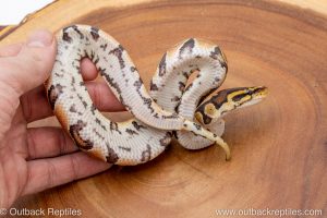 African import ball python for sale