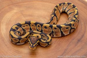 African import ball python for sale