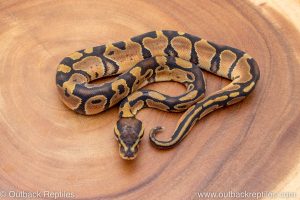 African import ball python for sale
