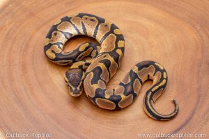 African import ball python for sale