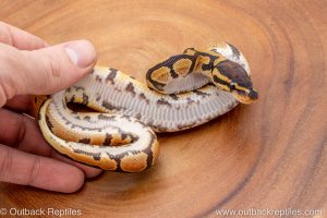 African import ball python for sale