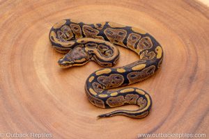 African import ball python for sale