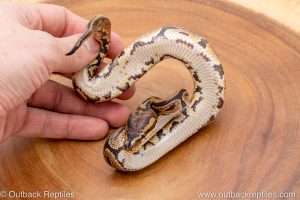 African import ball python for sale