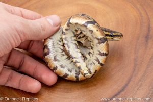 African import ball python for sale