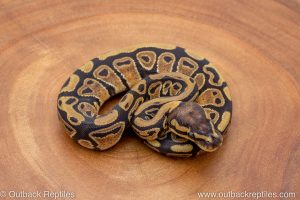 African import ball python for sale