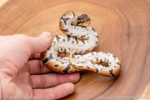 African import ball python for sale