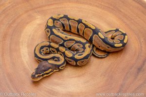 African import ball python for sale