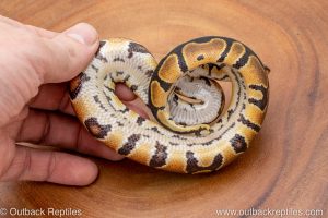 African import ball python for sale