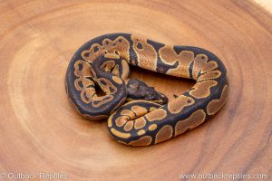 African import ball python for sale