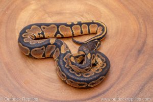 African import ball python for sale