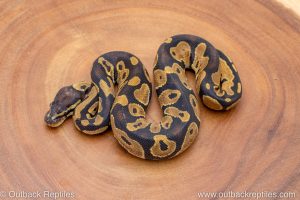 African import ball python for sale