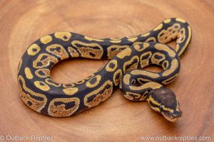 African import ball python for sale