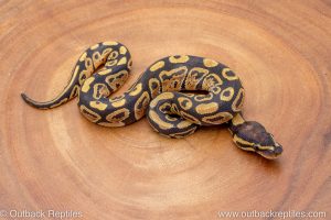 African import ball python for sale