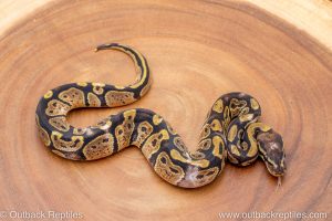 African import ball python for sale