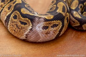 African import ball python for sale