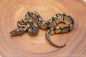 African import ball python for sale