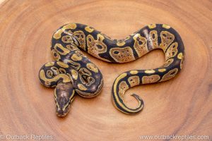 African import ball python for sale
