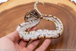 African import ball python for sale