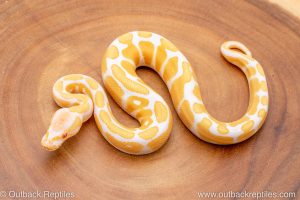 African import ball python for sale
