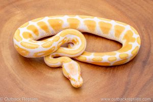 African import ball python for sale