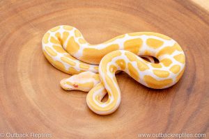 African import ball python for sale