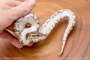African import ball python for sale
