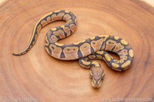 African import ball python for sale