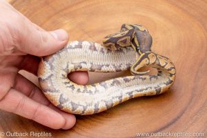African import ball python for sale