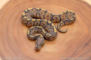 African import ball python for sale