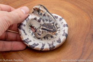 African import ball python for sale