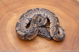 African import ball python for sale