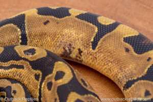 African import ball python for sale