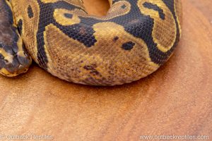 African import ball python for sale