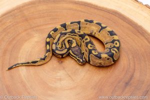 African import ball python for sale