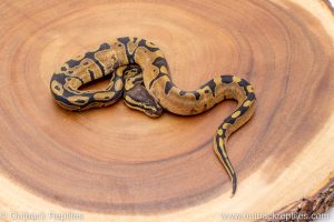 African import ball python for sale
