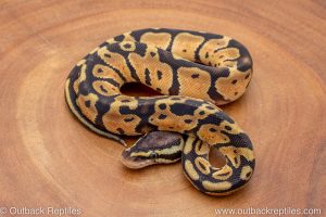 African import ball python for sale