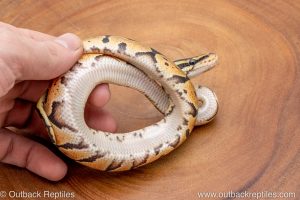 African import ball python for sale