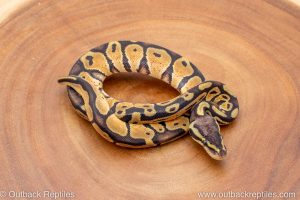 African import ball python for sale